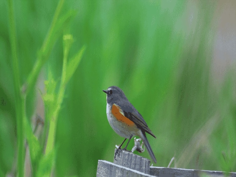 试管期孕酮高，什么叫做婴儿试管